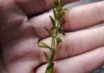 Densa Plant