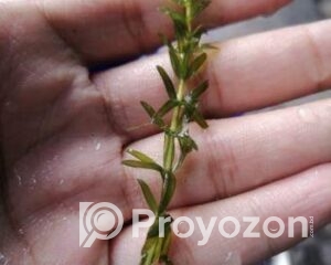 fitted-9_2025-09-13_09-12-43