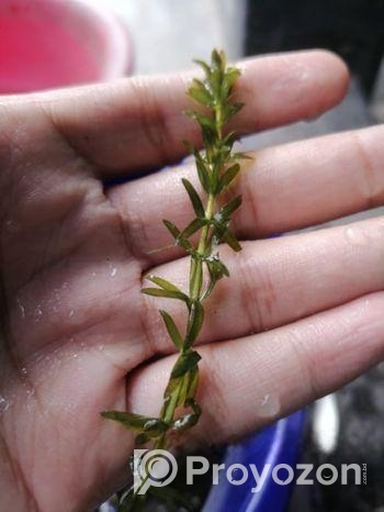 Densa Plant