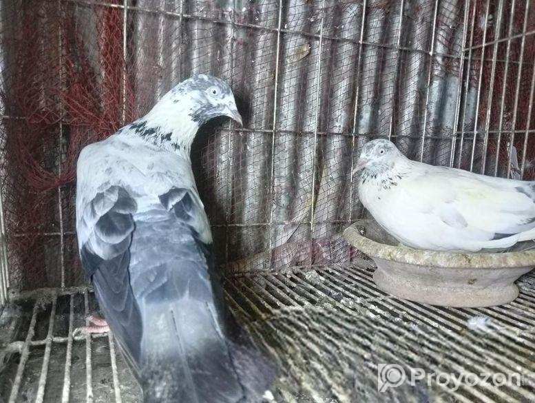 অরিজিনাল সাহারানপুরি কবুতর