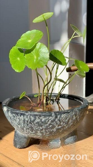 Coin Plant