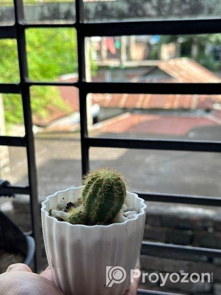 Cactus