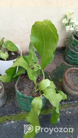 পাতাবাহার চারাটি বিক্রি হবে