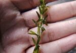 Densa Plant