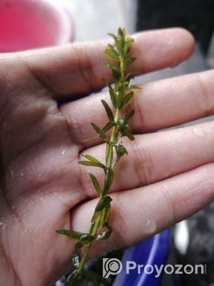 Densa Plant