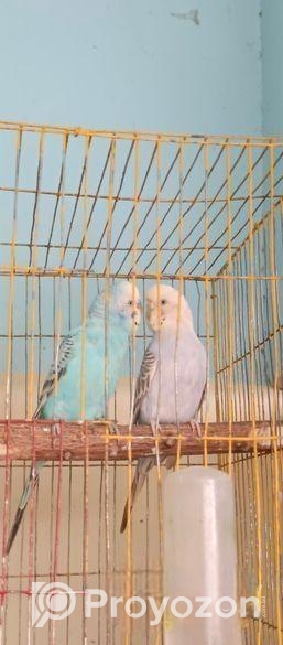 একজোড়া রানিং পেয়ার বিক্রি করা হবে ডিম সহকার।