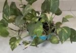 Indoor Plant
