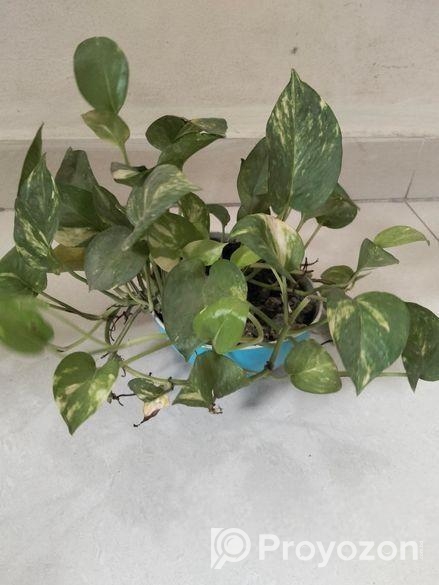 Indoor Plant
