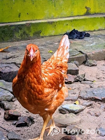 লেয়ার মুরগি