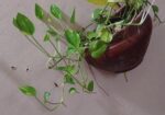 Indoor Plant