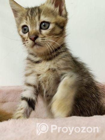 Cat Sell