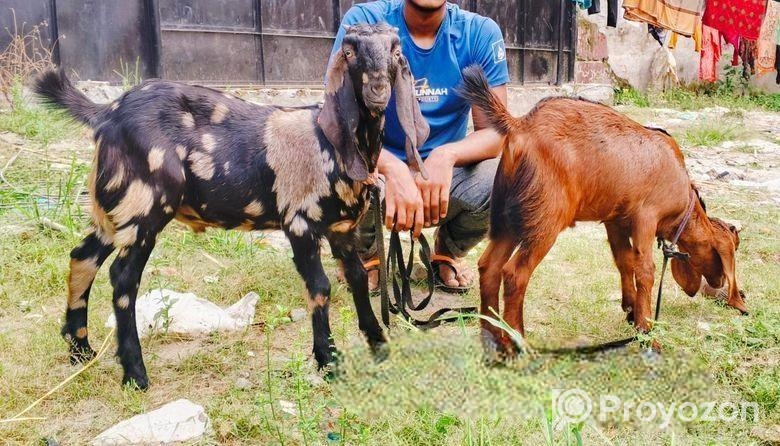 jora Khashi Baccha bikri korbo