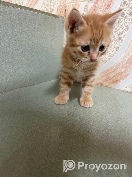 Mixed Persian