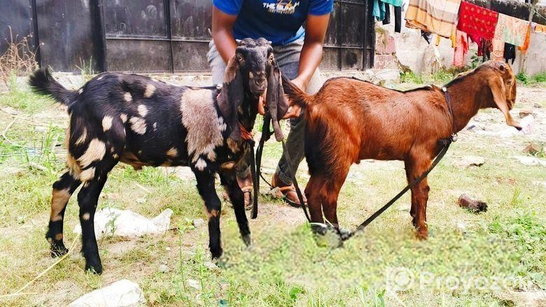 jora Khashi Baccha bikri korbo