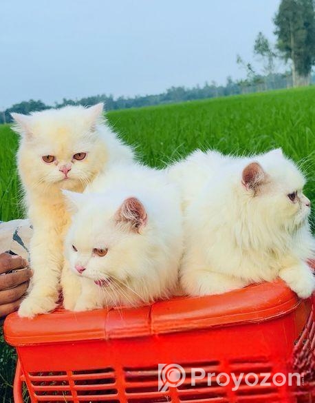 Persian Male Cat
