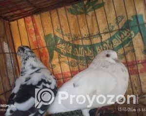 fitted-12_2025-10-12_16-51-14-1