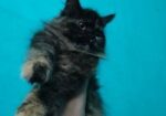 Pure Persian Long Coat Kitten
