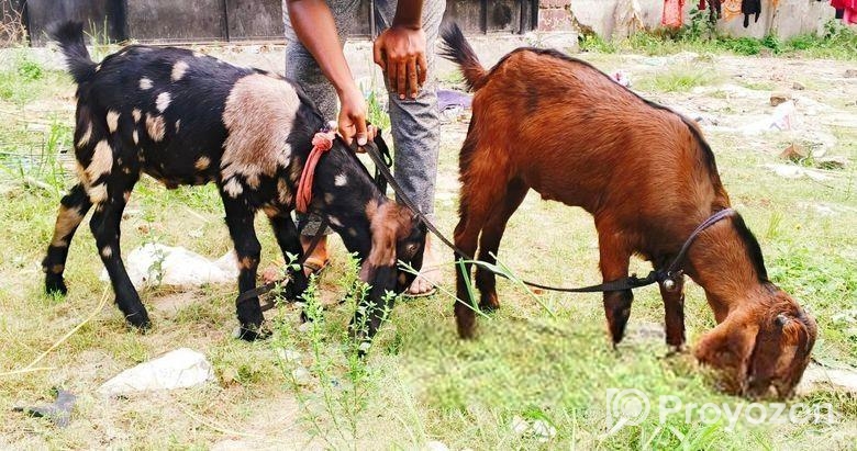 jora Khashi Baccha bikri korbo