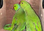 Indian Ringneck Pair