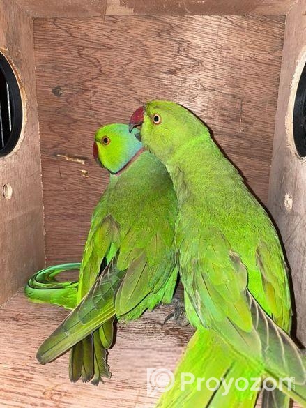Indian Ringneck Pair