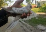 হোয়াইট ফেস ককাটেল