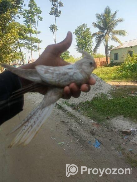 হোয়াইট ফেস ককাটেল