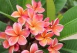 কাঠগোলা যাদের লাগবে