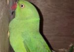 Indian Ringneck Pair