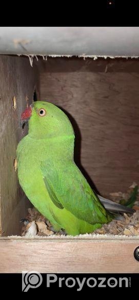Indian Ringneck Pair