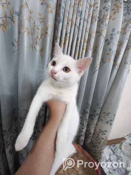 Mixed Breed Female Cat