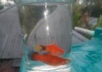 Fish Sell