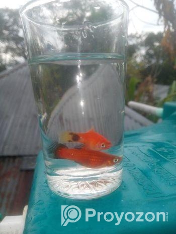 Fish Sell