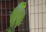 Indian Ringneck Pair
