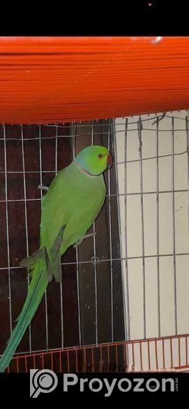 Indian Ringneck Pair