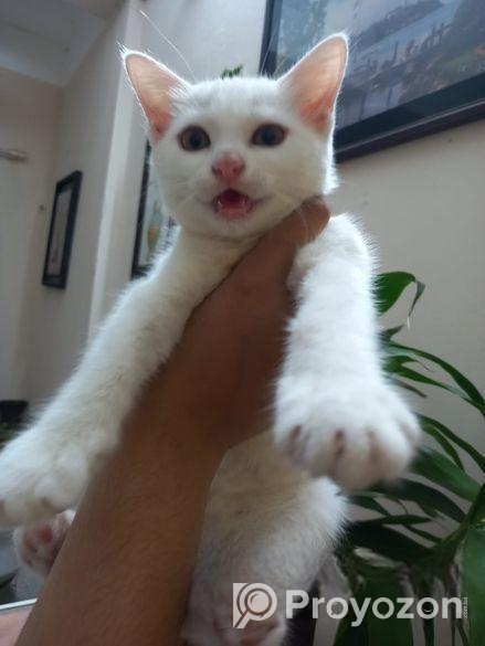 Mixed Breed Female Cat
