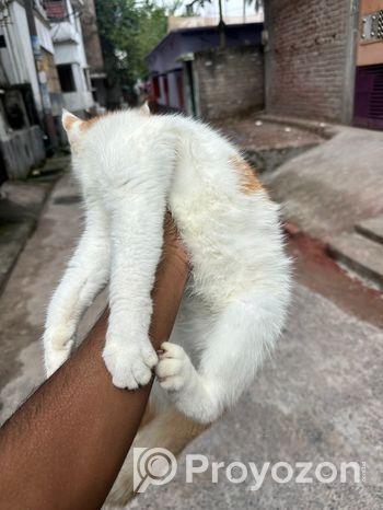 Persian And American Shorthair Cat Er Mixed