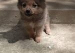 Toy Pom