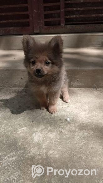 Toy Pom