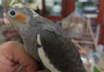 Tame Size & Cockatel Baby, Conure Lovebird Pair