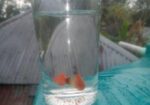 Fish Sell