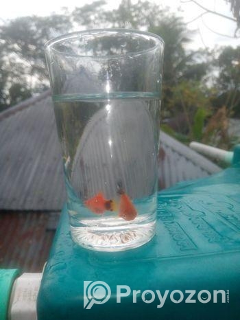 Fish Sell