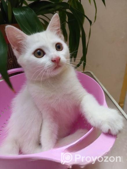 Mixed Breed Female Cat