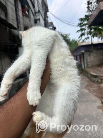 Persian And American Shorthair Cat Er Mixed