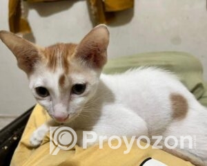 fitted-17_2025-10-11_17-20-07