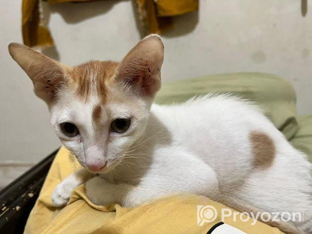 Cat For Adoption