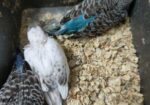 Tame Size & Cockatel Baby, Conure Lovebird Pair