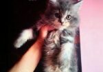 Persian Cat