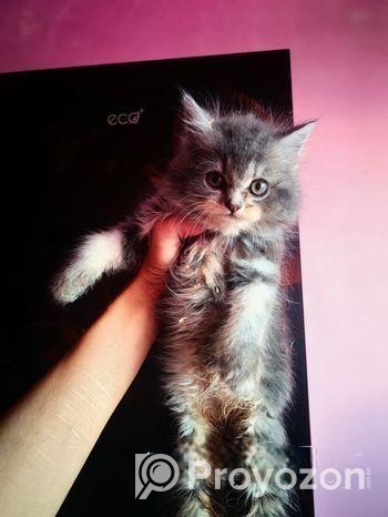 Persian Cat