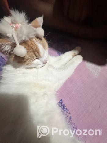 Persian And American Shorthair Cat Er Mixed