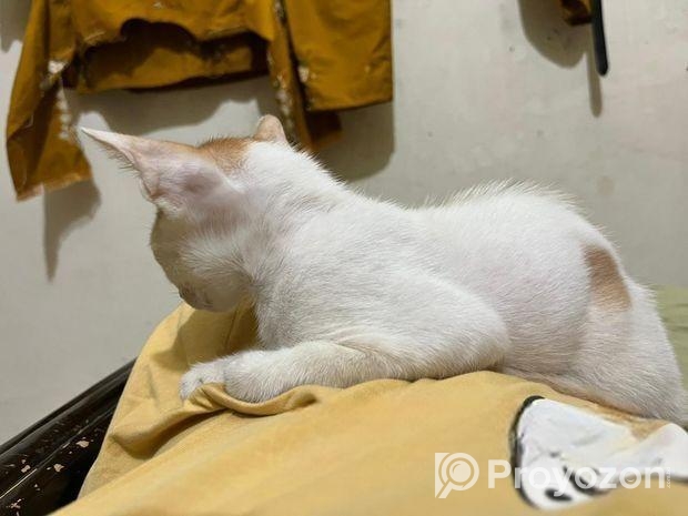 Cat For Adoption